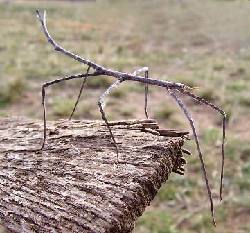The stick insect Ctenomorpha chronus
